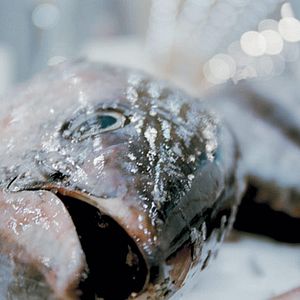 Bilder Erwin Wagenhofer