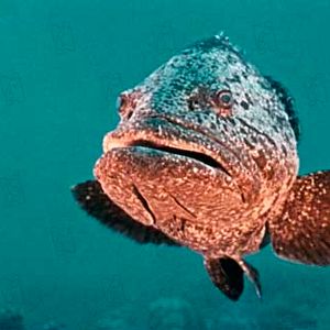 Bilder Schweigende Welt