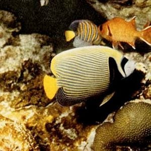 Bilder Schweigende Welt