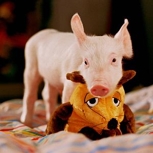 Bilder Rennschwein Rudi Rüssel 2