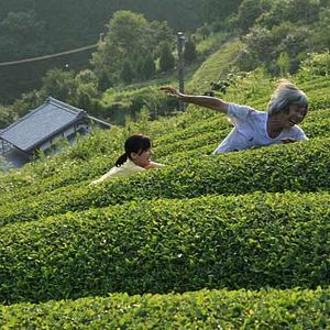 Bilder Der Wald der Trauer