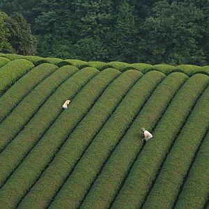 Bilder Der Wald der Trauer