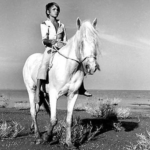 Bilder Der weiße Hengst