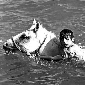 Bilder Der weiße Hengst