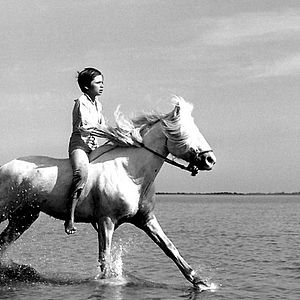 Bilder Der weiße Hengst