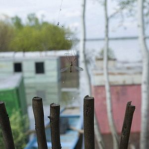 Bilder Das Moskitoproblem und andere Geschichten