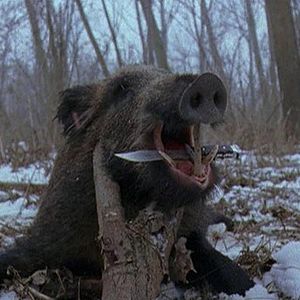 Bilder Das Moskitoproblem und andere Geschichten