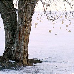 Bilder Bahman Ghobadi