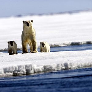 Bilder Königreich Arktis
