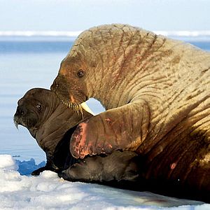 Bilder Königreich Arktis