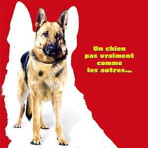 Bilder Rin Tin Tin