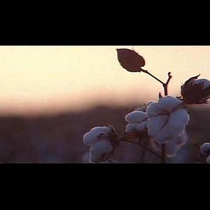 Bilder Shotgun Stories