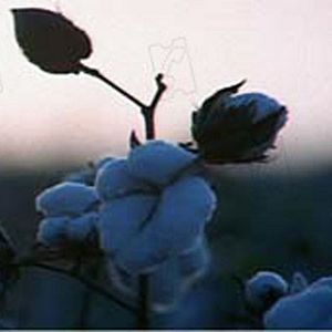 Bilder Shotgun Stories