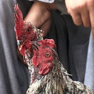 Bilder Cabal in Kabul