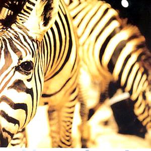 Bilder Nicolas Philibert