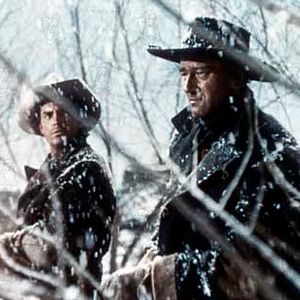 Bilder Der Schwarze Falke