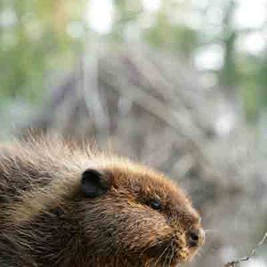 Bilder Philippe Calderon