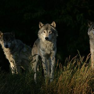 Bilder Philippe Calderon