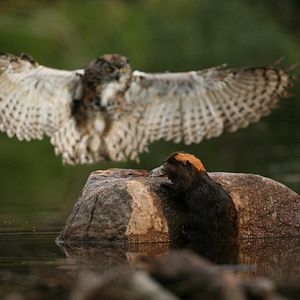 Bilder Philippe Calderon