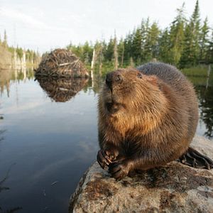 Bilder Philippe Calderon