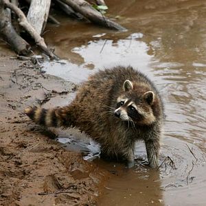 Bilder Philippe Calderon