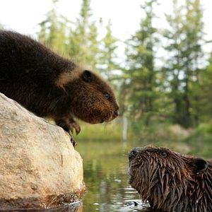 Bilder Philippe Calderon