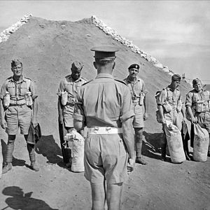 Bilder Ein Haufen toller Hunde