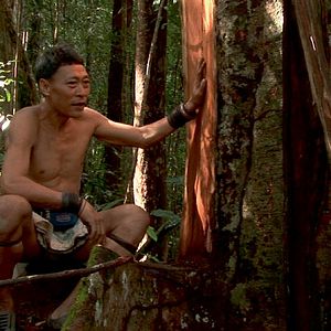 Bilder Bruno Manser - Kampf um den Regenwald