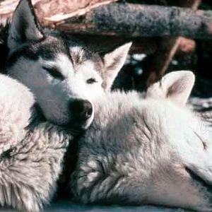 Bilder Nicolas Vanier