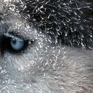 Bilder Nicolas Vanier