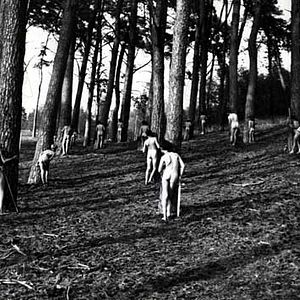 Bilder Louis Pergaud