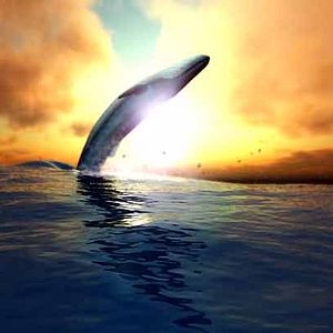 Bilder Happy Fish - Hai-Alarm und frische Fische