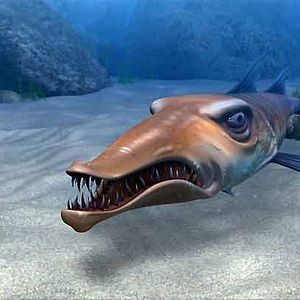 Bilder Happy Fish - Hai-Alarm und frische Fische