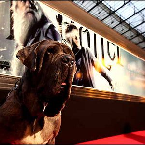 Bilder Harry Potter und der Halbblutprinz