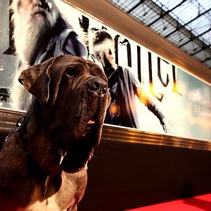 Bilder Harry Potter und der Halbblutprinz