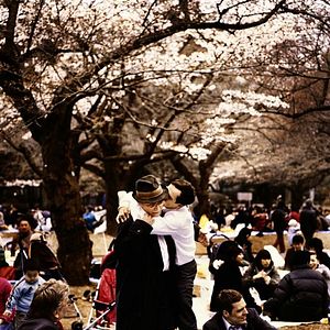Bilder Kirschblüten - Hanami