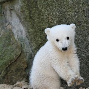 Bilder Knut und seine Freunde