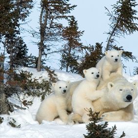 Bilder Knut und seine Freunde
