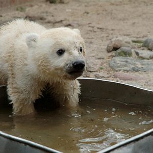 Bilder Knut und seine Freunde