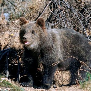 Bilder Knut und seine Freunde
