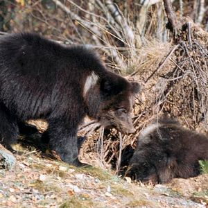 Bilder Knut und seine Freunde