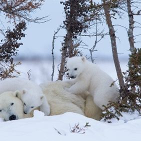 Bilder Knut und seine Freunde