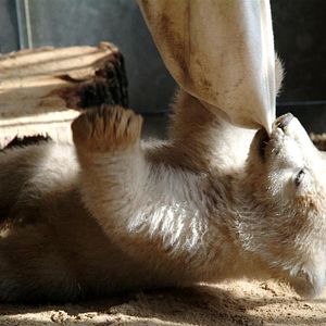 Bilder Knut und seine Freunde