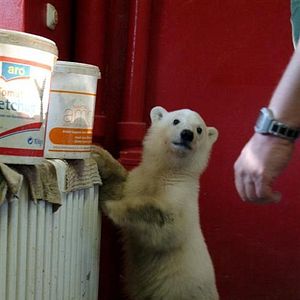 Bilder Knut und seine Freunde