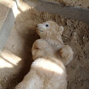 Bilder Knut und seine Freunde