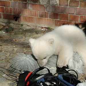 Bilder Knut und seine Freunde