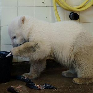 Bilder Knut und seine Freunde