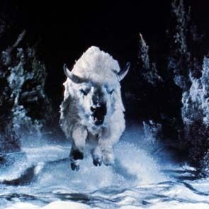 Bilder Der weiße Büffel