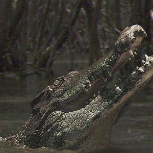 Bilder Andrew Traucki