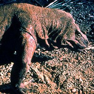 Bilder Michael Lantieri